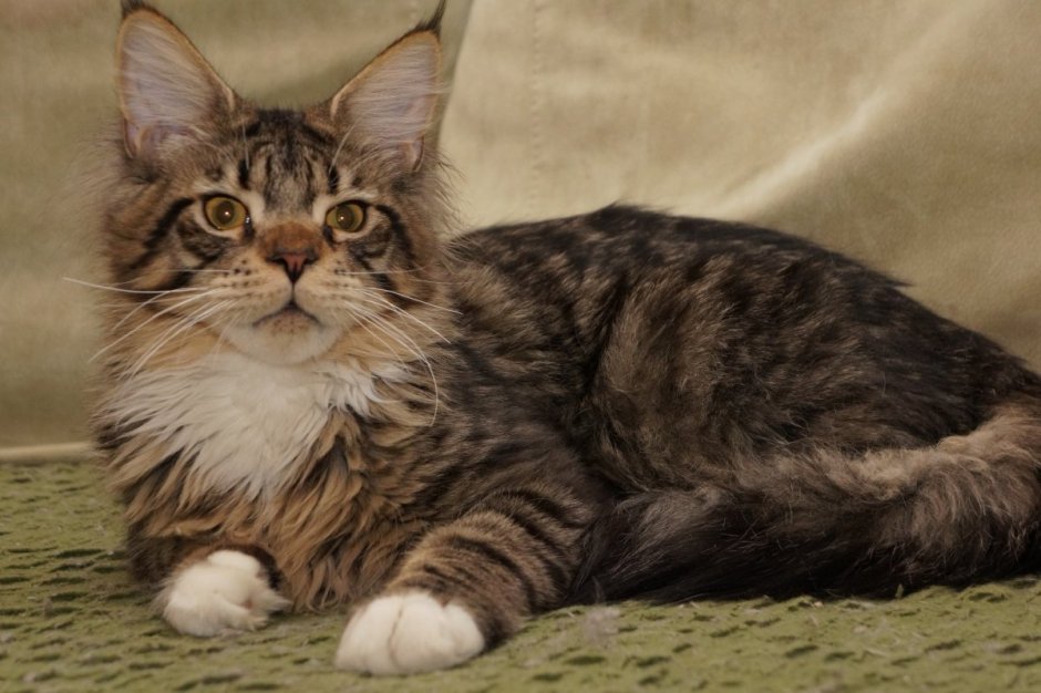 Американский Мейн кун