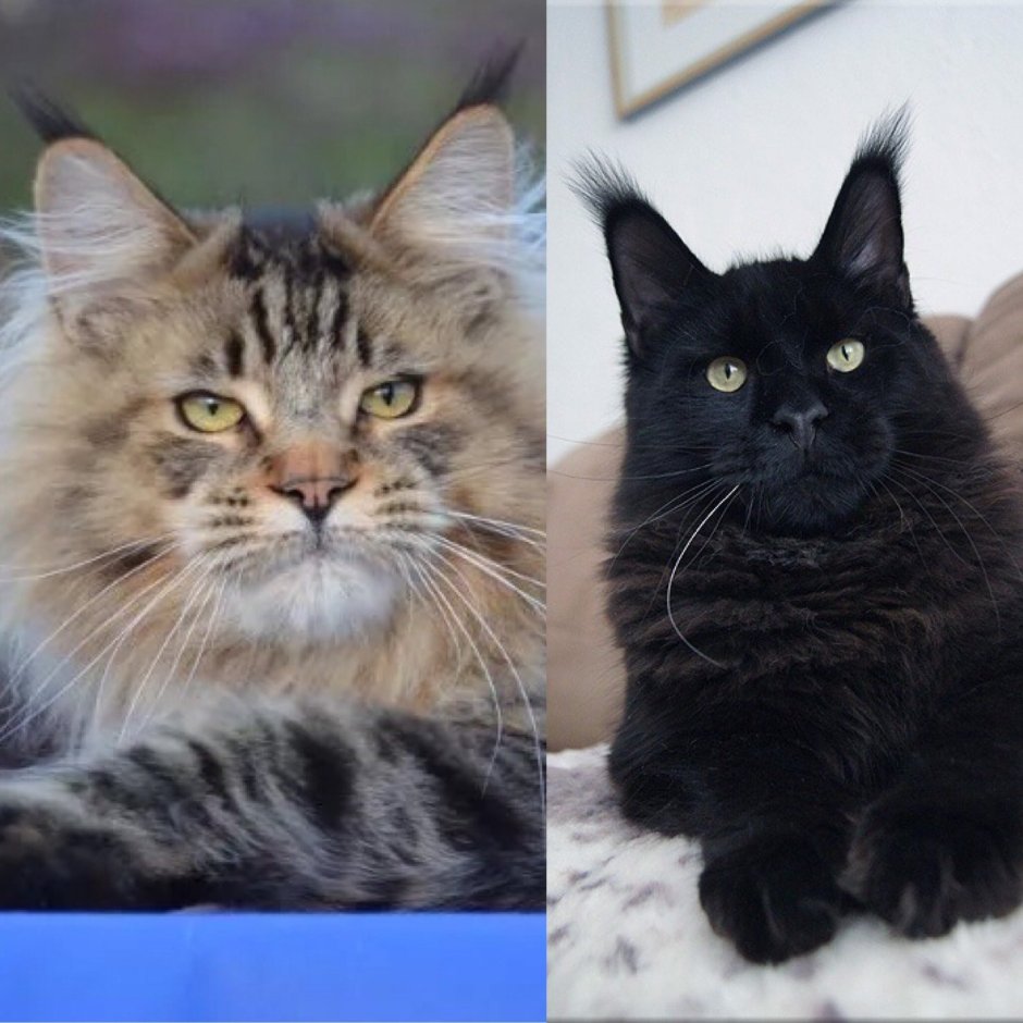 Американский Мейн кун