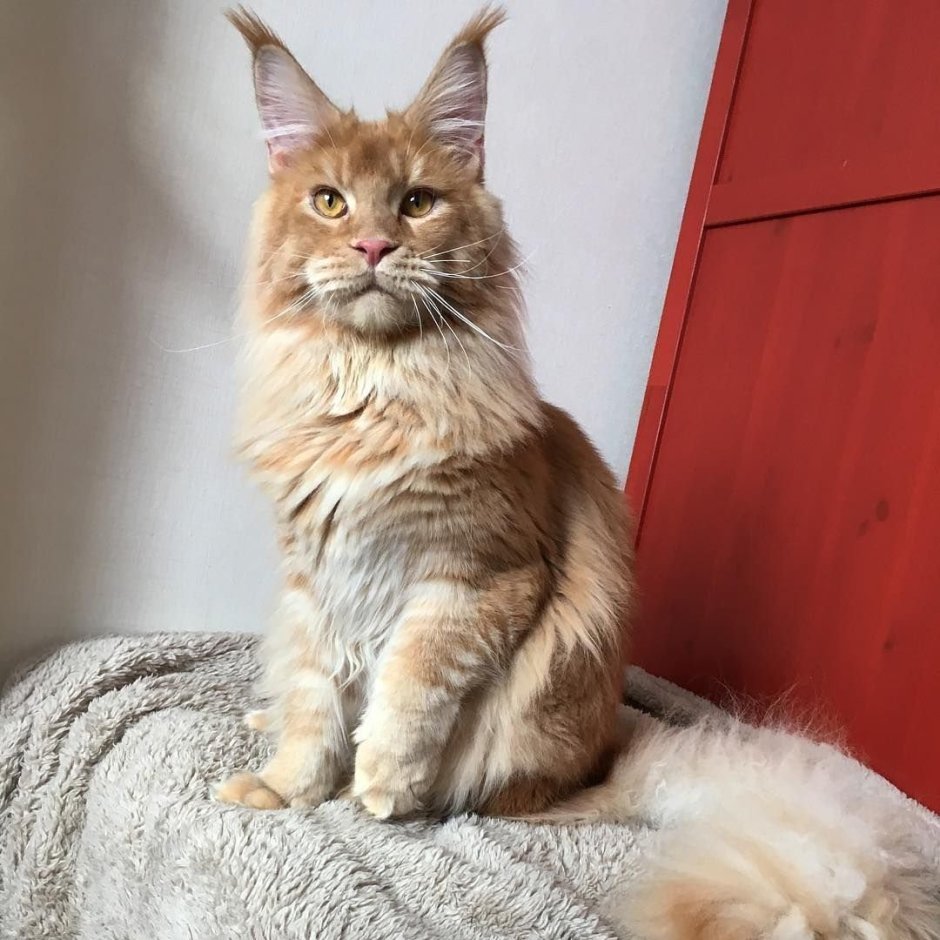 Американский Мейн кун