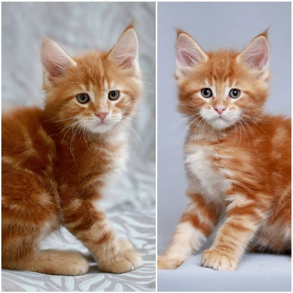 Американский и Европейский Мейн кун