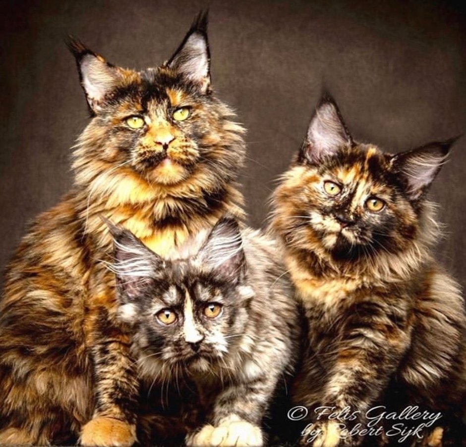 Европейский Мейн-кун кошка