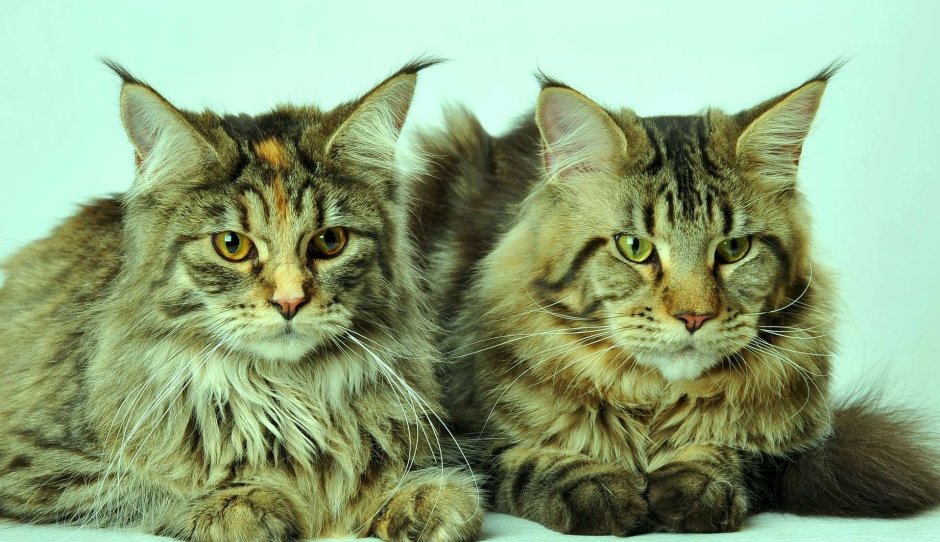 Американский Мейн кун