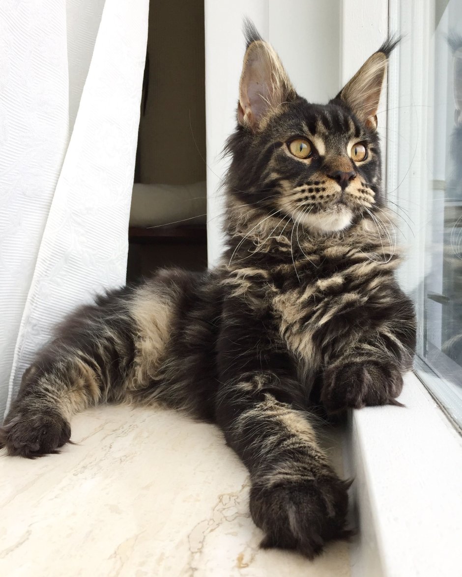 Мейн кун черный табби