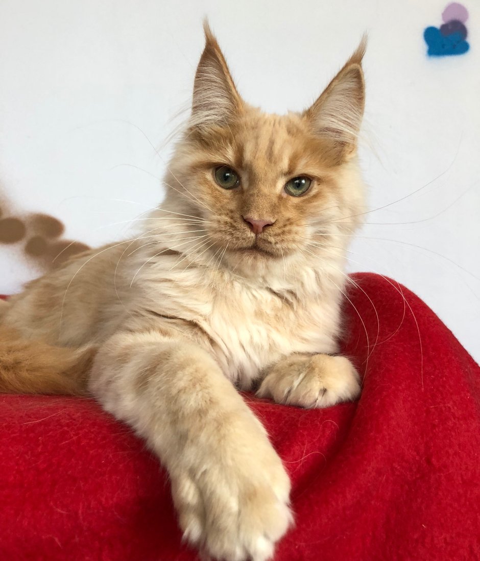 Мейн кун американец