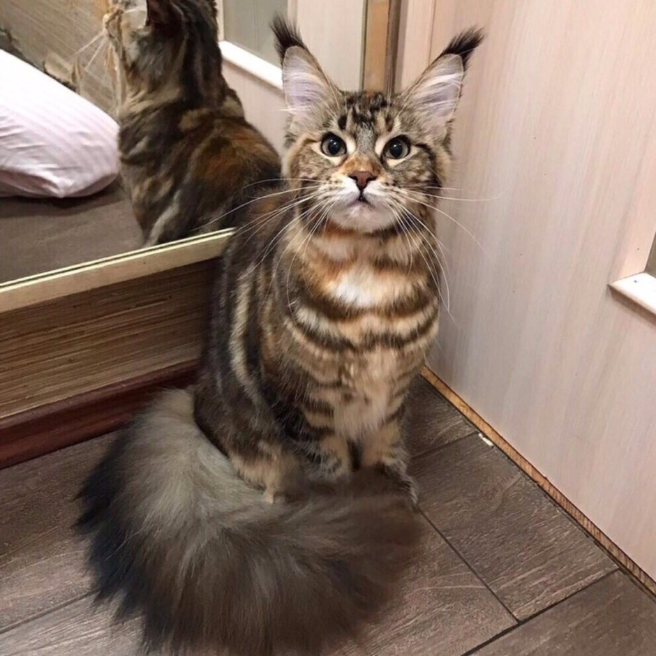 Забавный Мейн кун