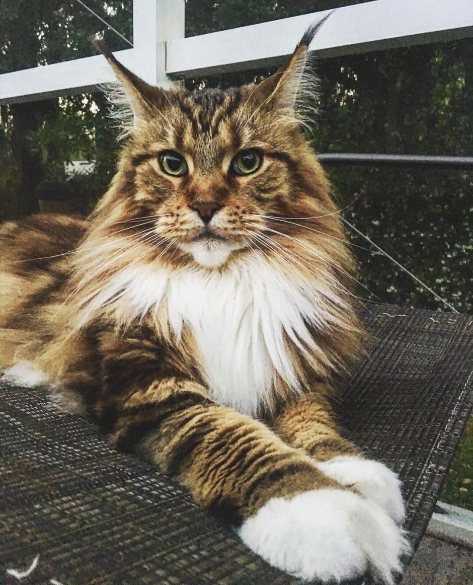 Европейский Мейн кун