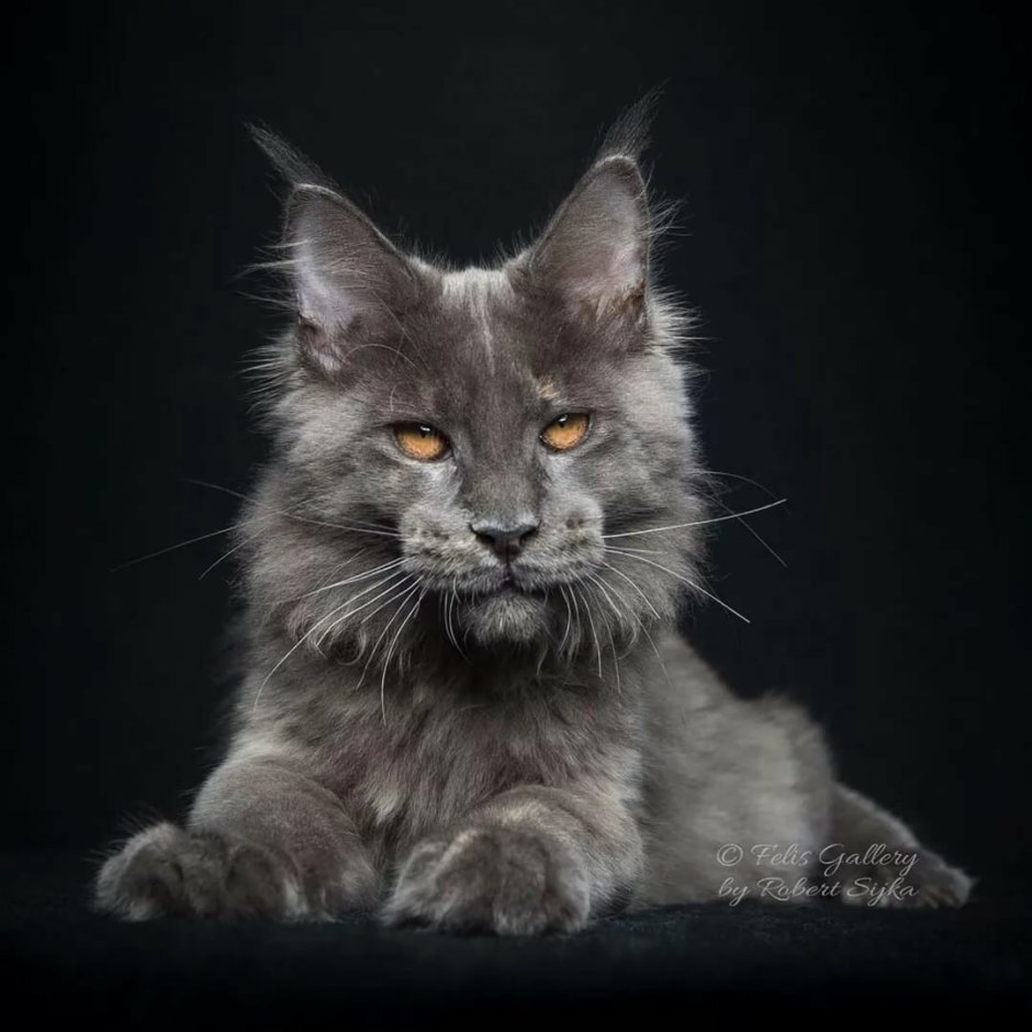 Порода котов Мейн кун