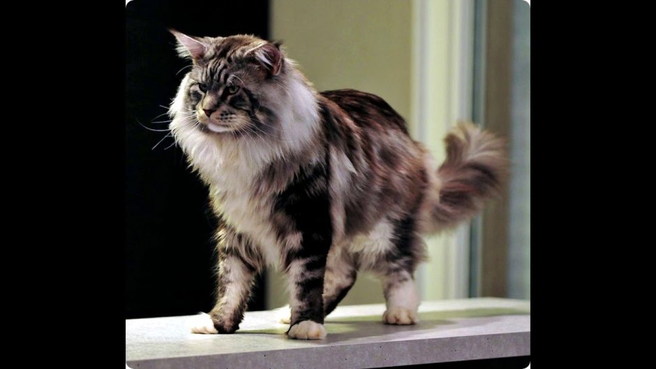 Maine Coon Black Silver