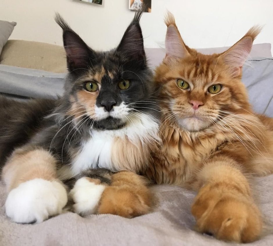 Мейн кун и Ориентал