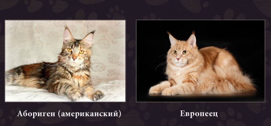 Окрас Мейн куна таблица