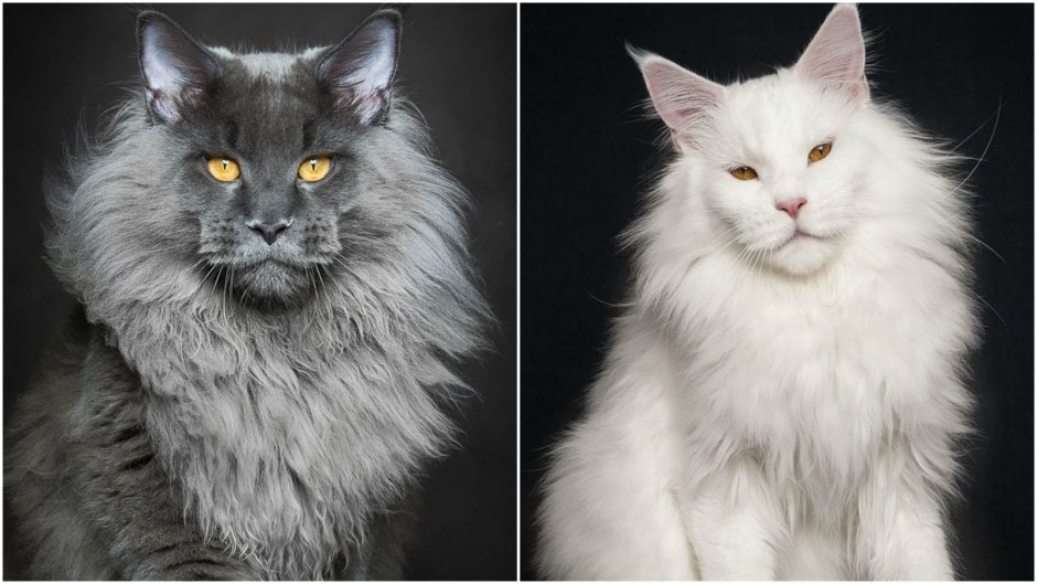 Американский Мейн кун