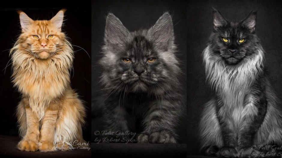 Порода Мейн кун Валькирия