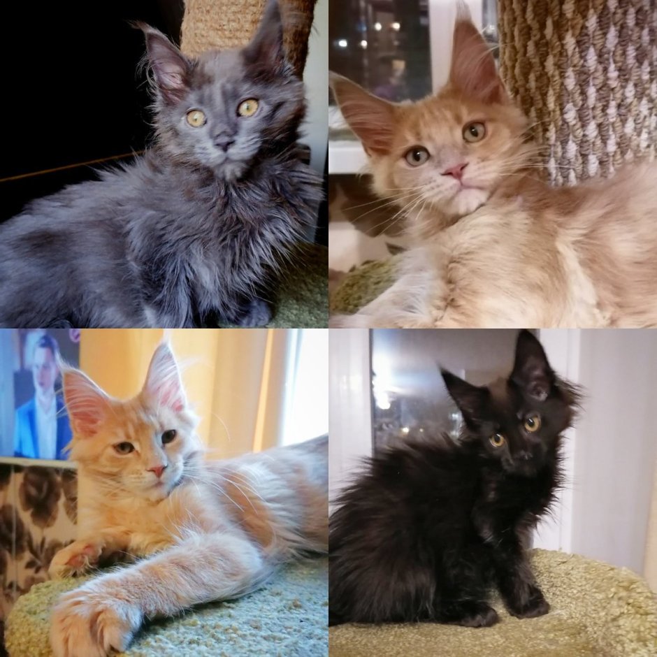 Котенок европейского Мейн куна