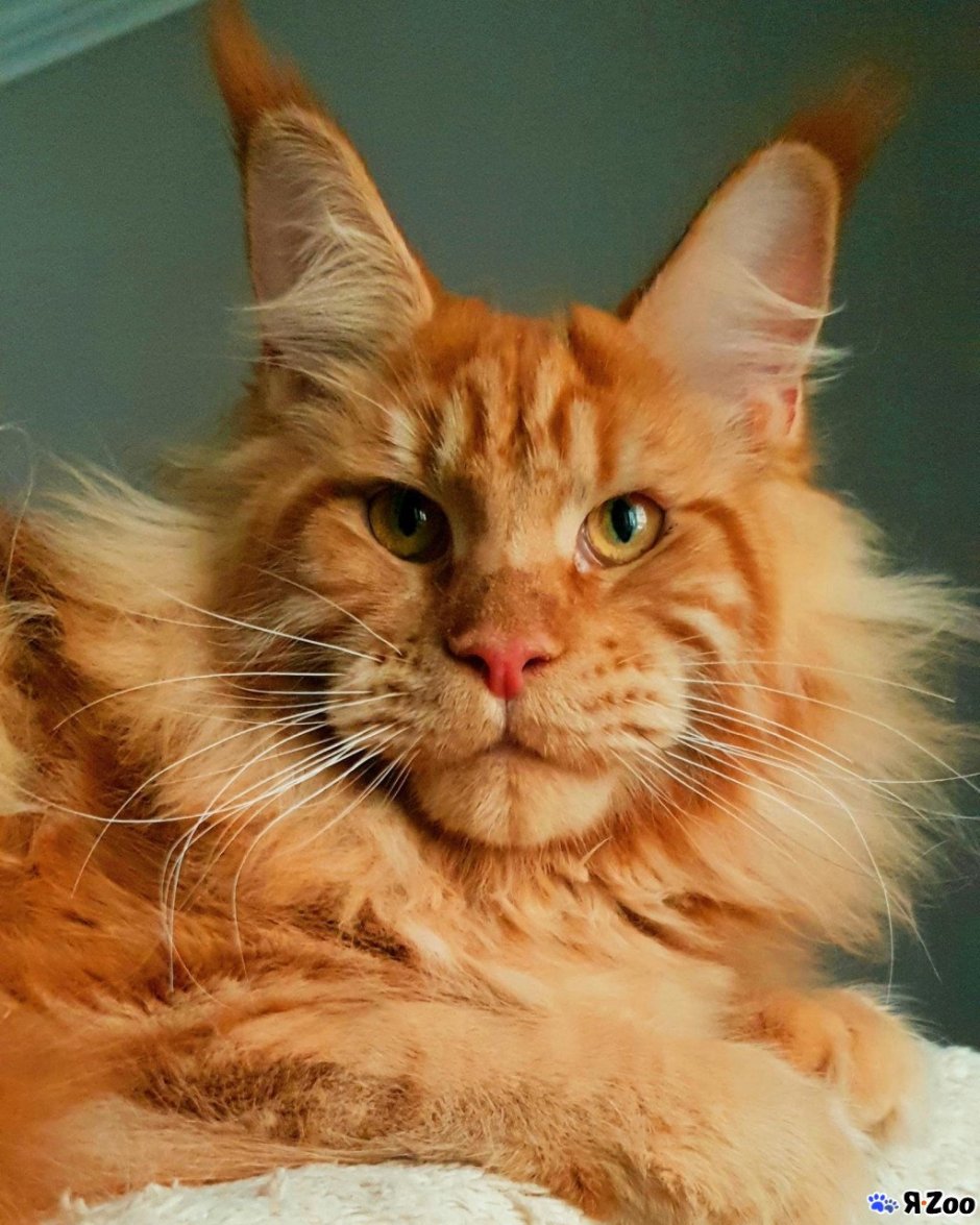 Мейн кун рыжий