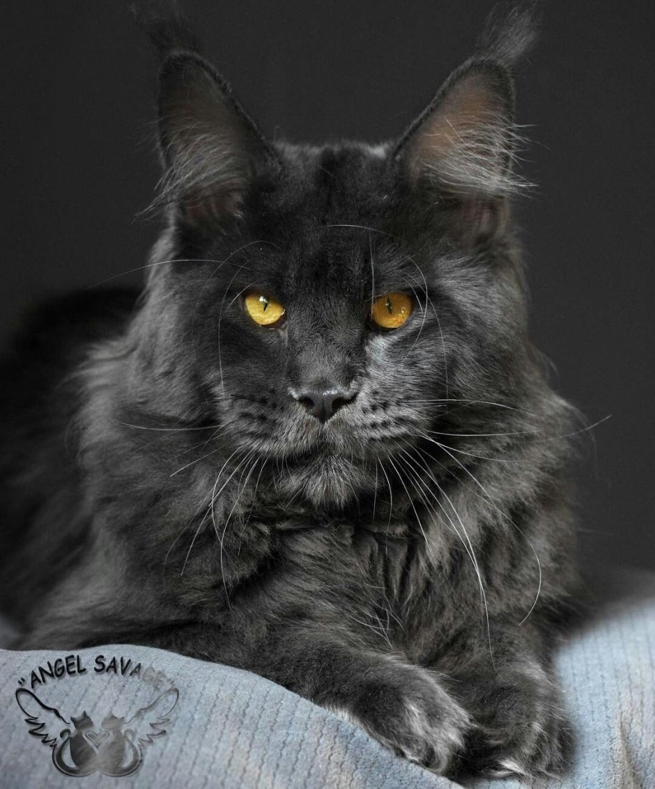 Американский Мейн кун