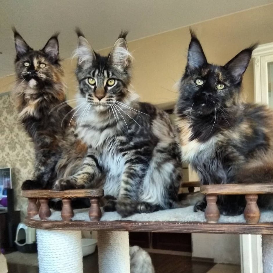 Семейка Мейн кунов