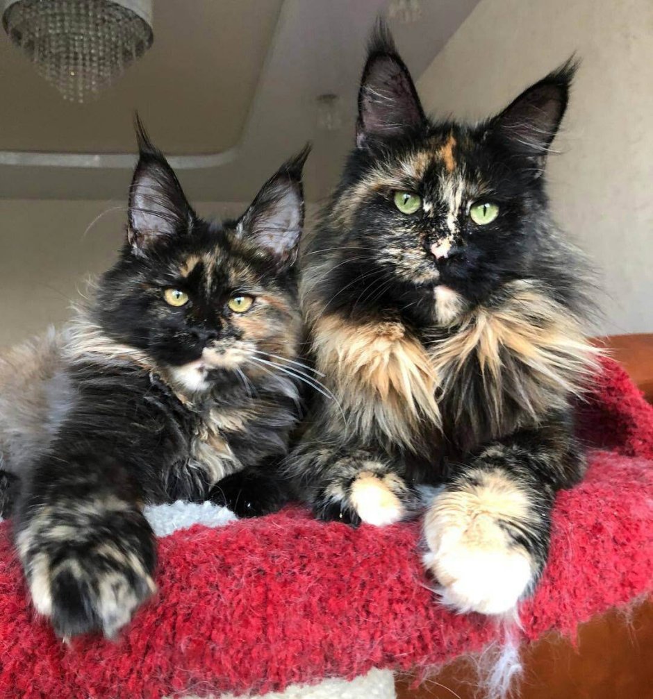 Взрослая кошка Мейн кун