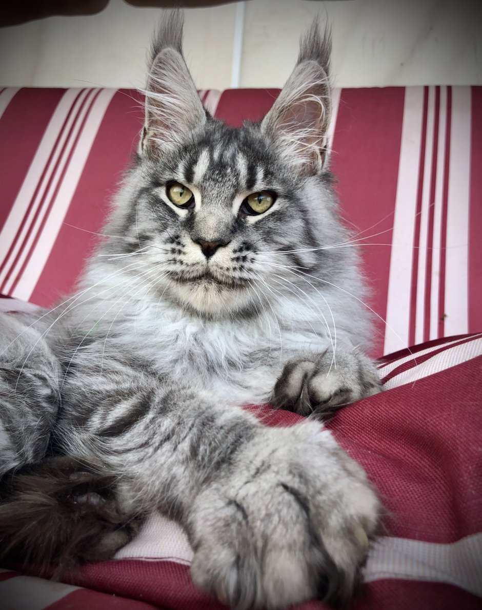 Мейн кун ns22