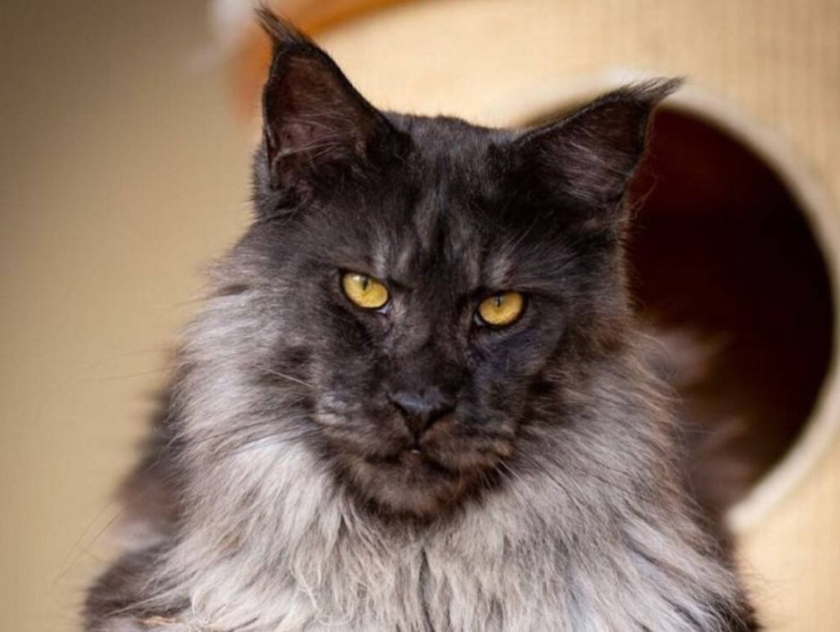 Кот Мейн кун