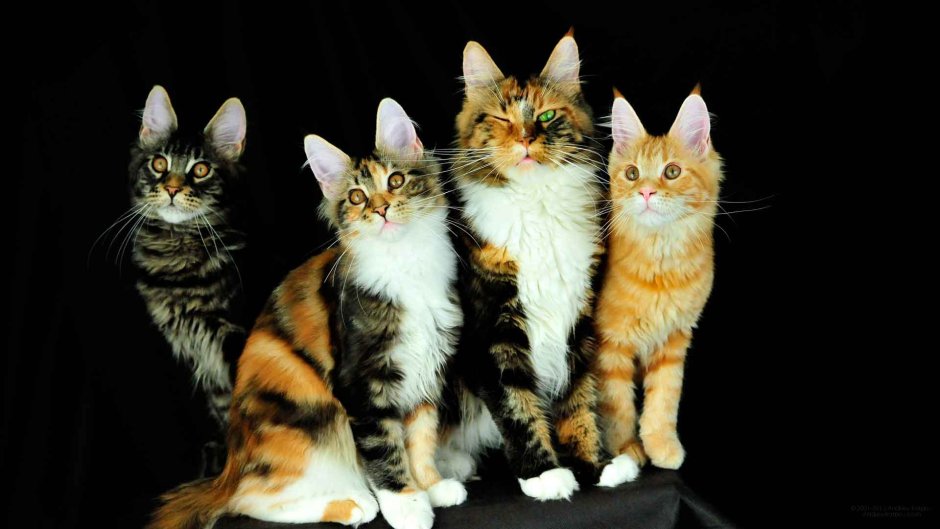 Кошка Мейн кун