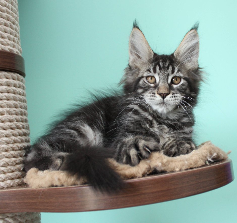 Европейский Мейн кун