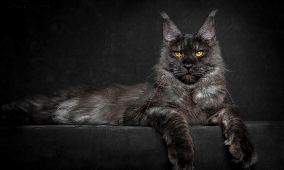 Окрас Мейн куна as22