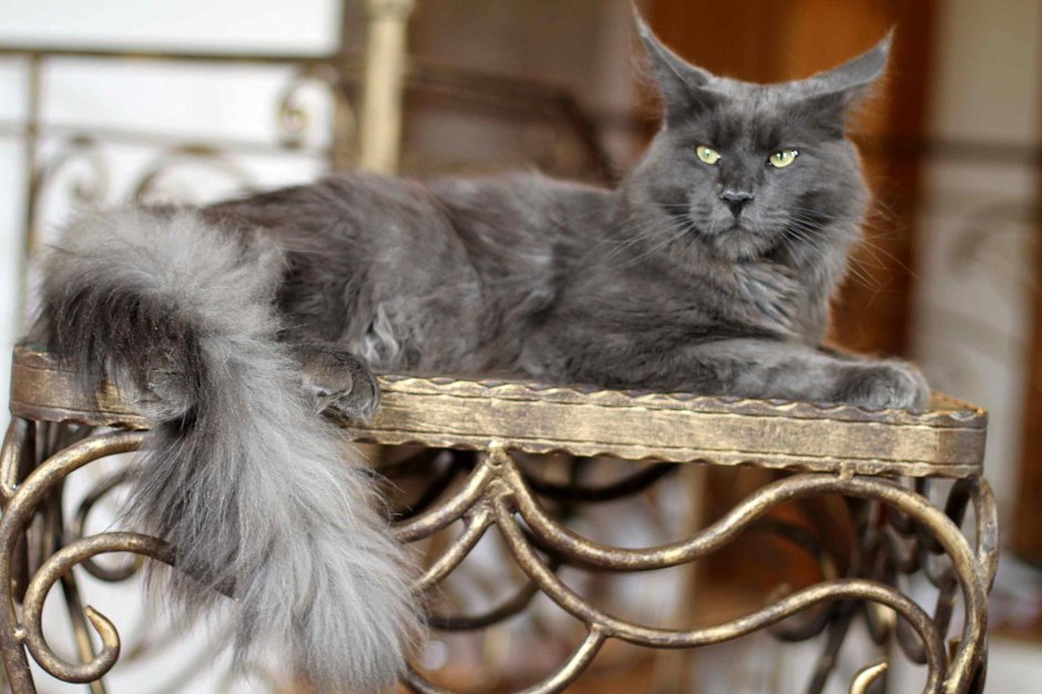 Американский Мейн кун