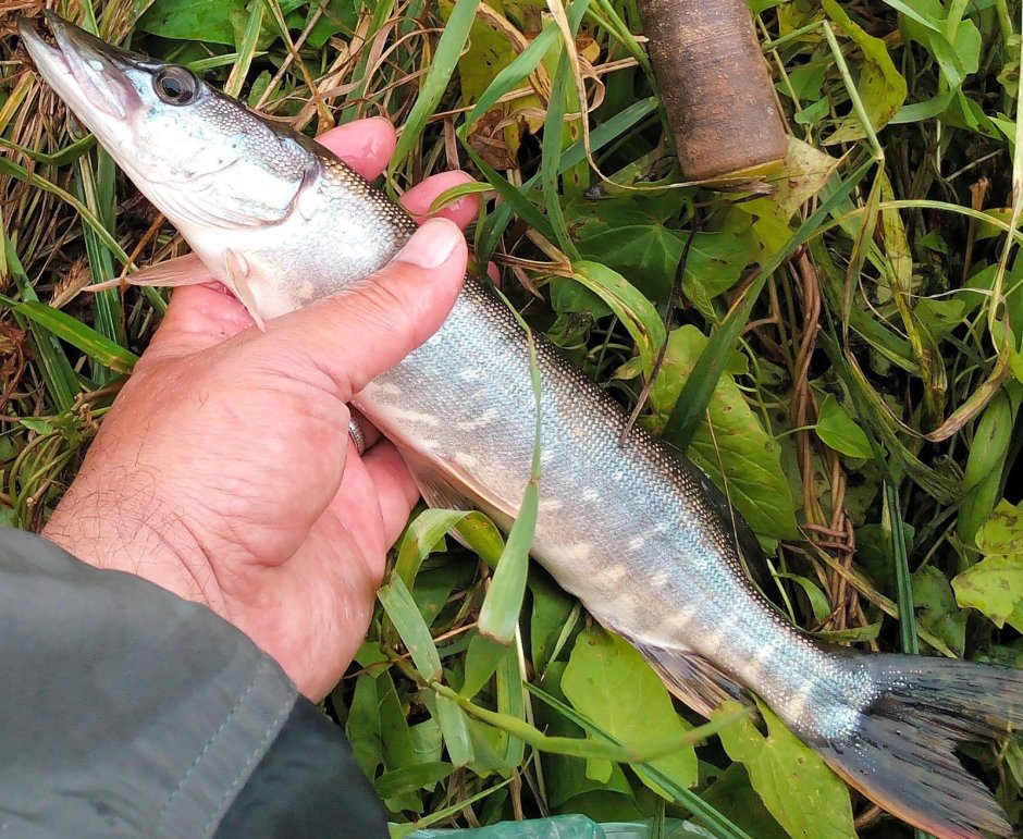 Пятнистый малек щуки