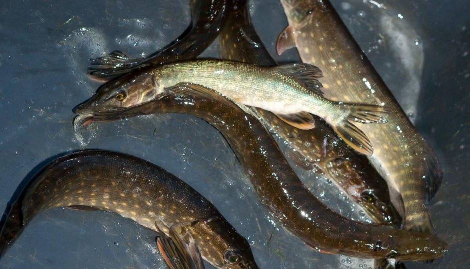 Пятнистый малек щуки