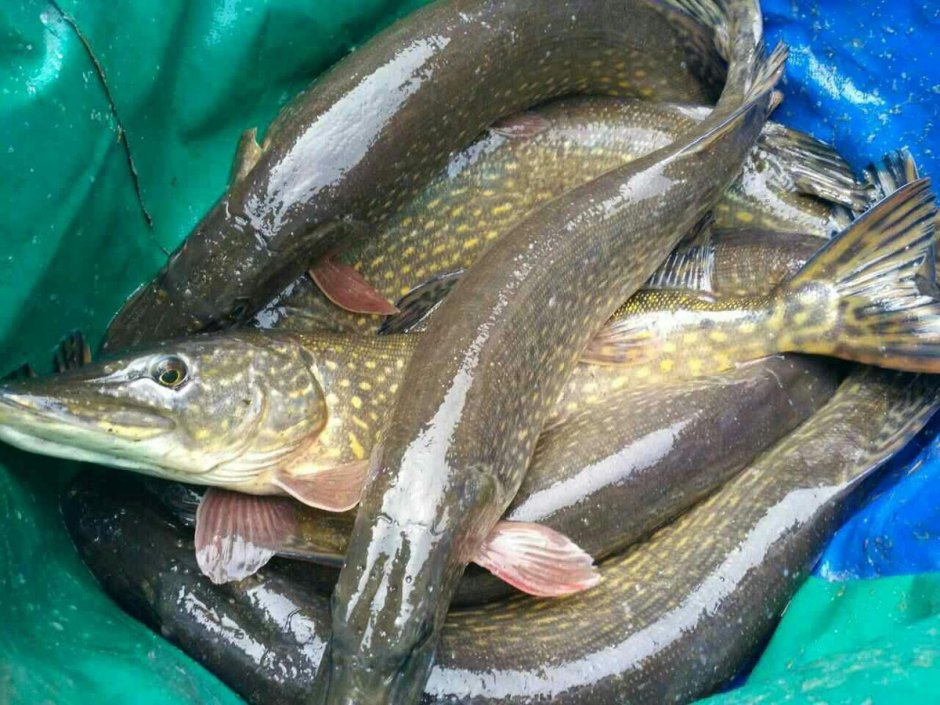 Молодь щуки