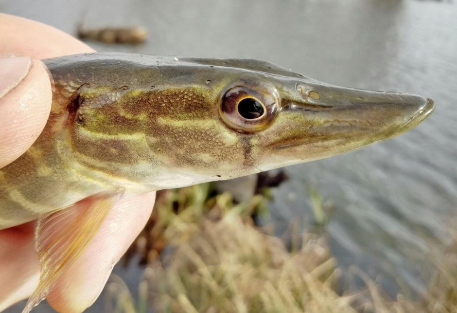 Гейльброннской щуки