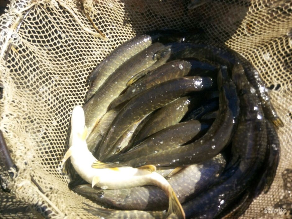 Пойманный малек щуки