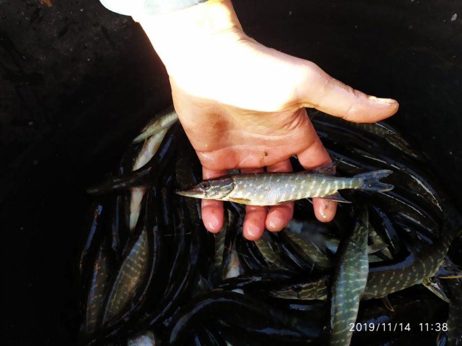 Размер малька щуки