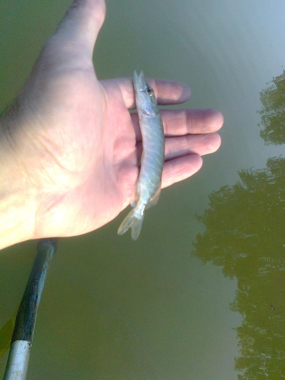 Щука обыкновенная малек