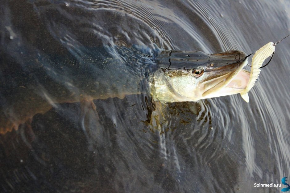 Линь рыба малек