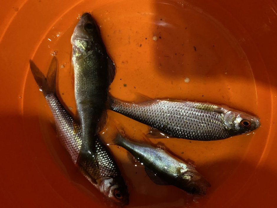 Судак рыба малек