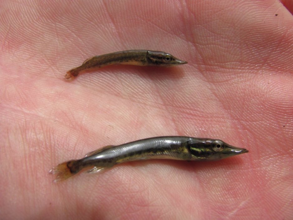 Малек форели