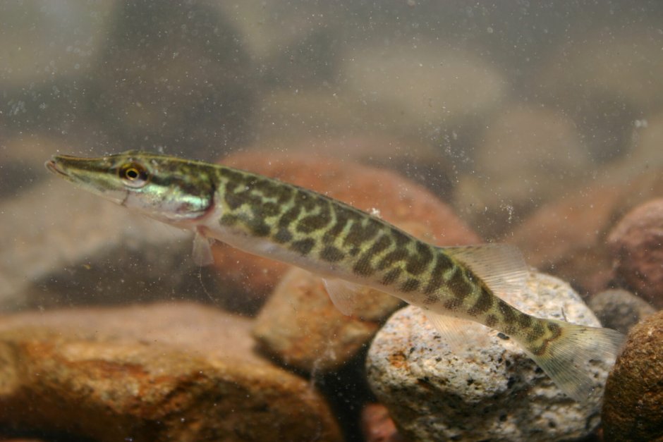 Щука обыкновенная малек