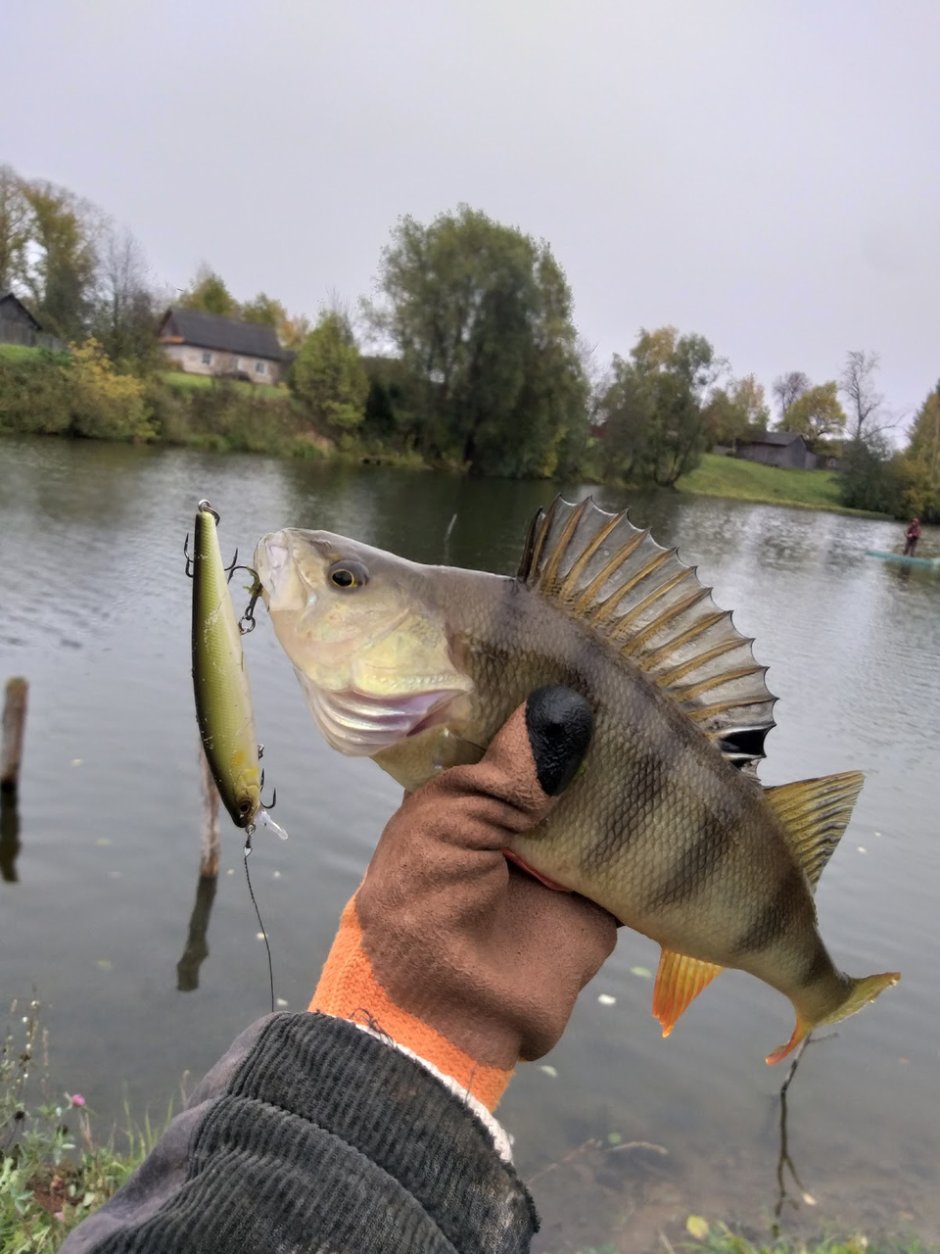 Малек щуки в Оренбургской обл