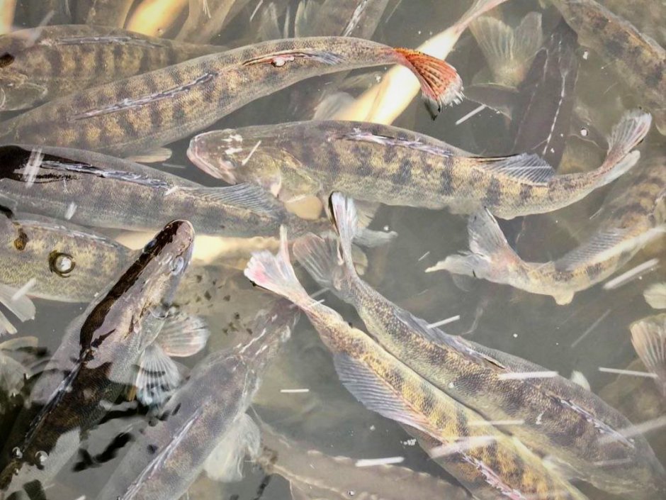 Рыбы обитающие в водоемах