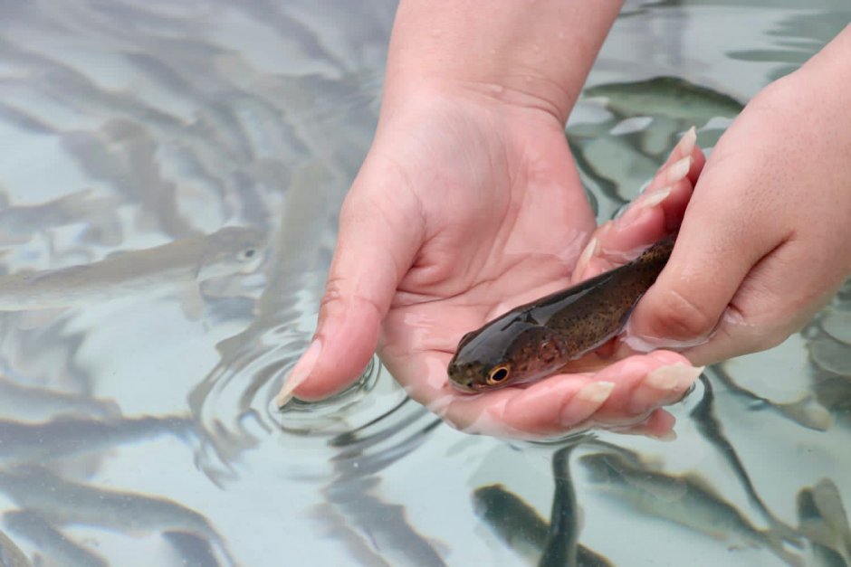 Красноперка Речная малек