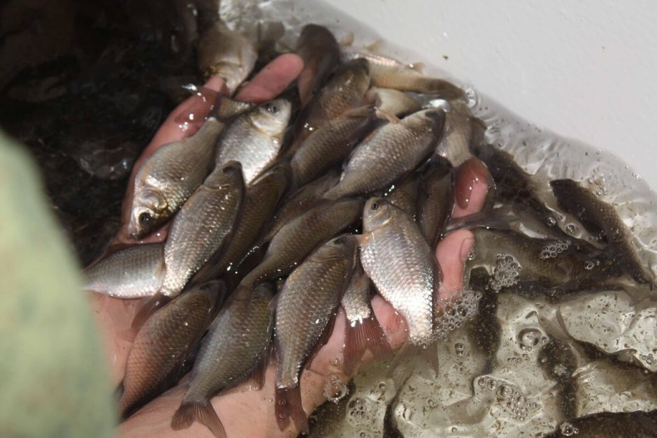 Малек щуки в Клину