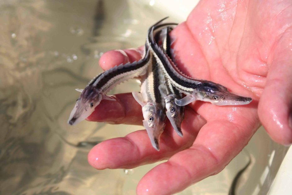 Ловля щуки на малька