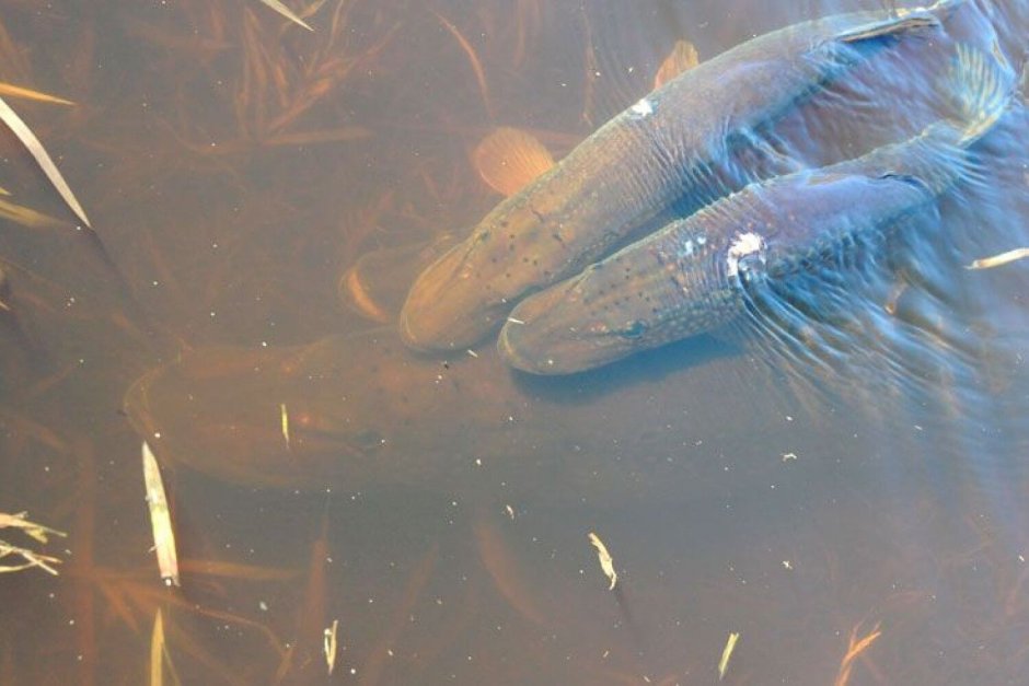 Самый маленький улов