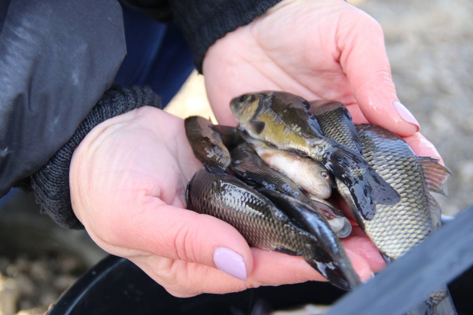 Живец карась для рыбалки