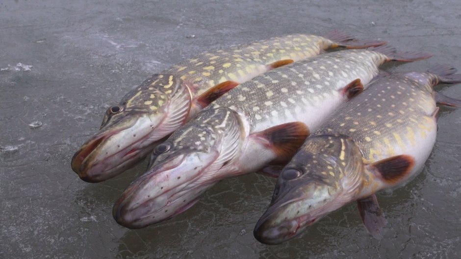 Щука травянка большая