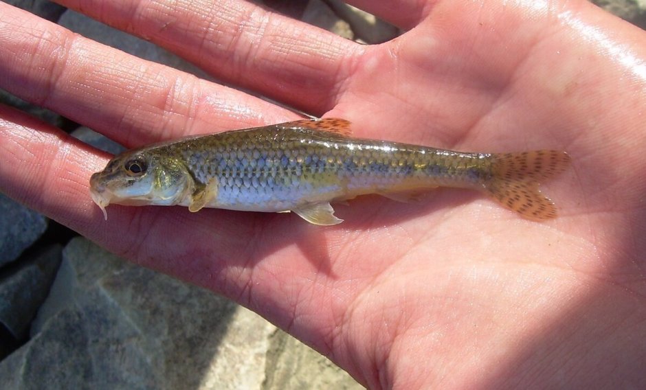 Выглядит щука