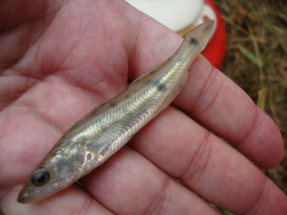 Судак рыба малек