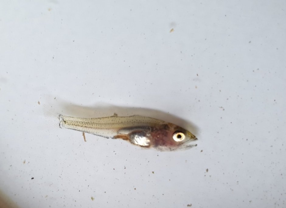 Зимние жерлицы на щуку