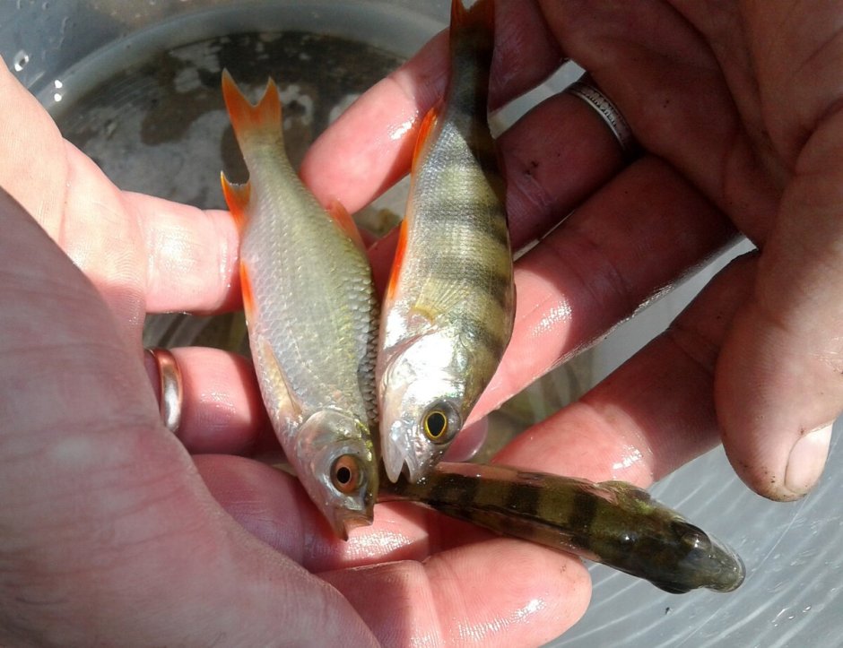 Мальки Енисейского осетра